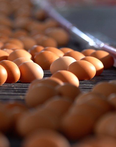 Barka Poultry Farm fresh Omani eggs - farm view