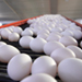 Quality Eggs - top-quality farm fresh eggs