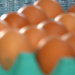 Hygienic Standards - maintaining clean and safe eggs